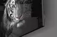 Tigre dans une peinture sur verre noir